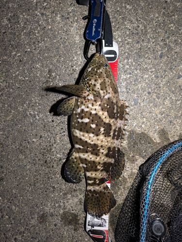 ヤイトハタの釣果