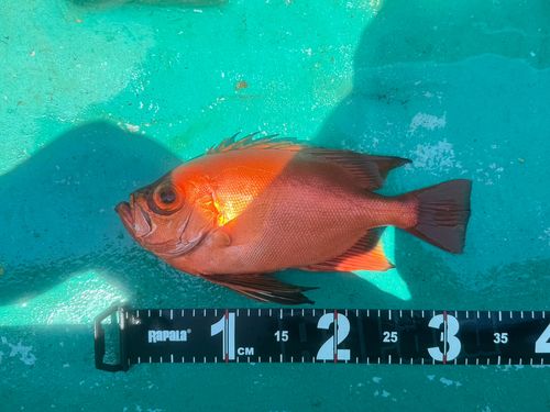 チカメキントキの釣果