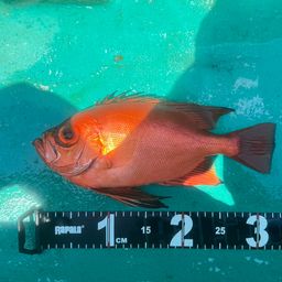 チカメキントキ