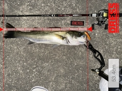 シーバスの釣果