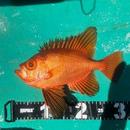 チカメキントキ