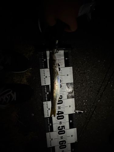 カマスの釣果