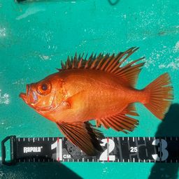 チカメキントキ