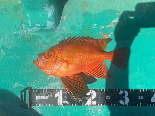 チカメキントキの釣果