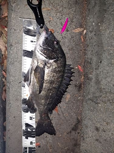 クロダイの釣果