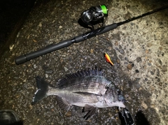 チヌの釣果