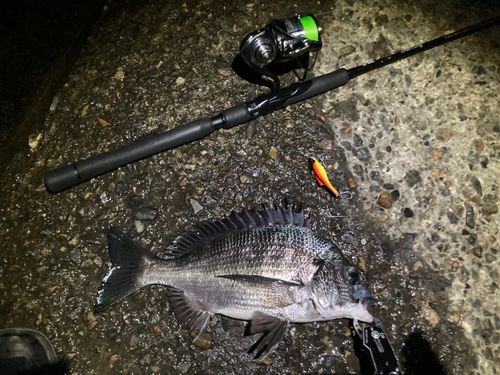 チヌの釣果