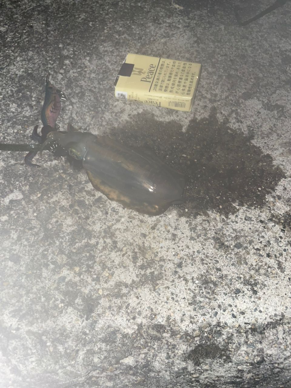 アオリイカ