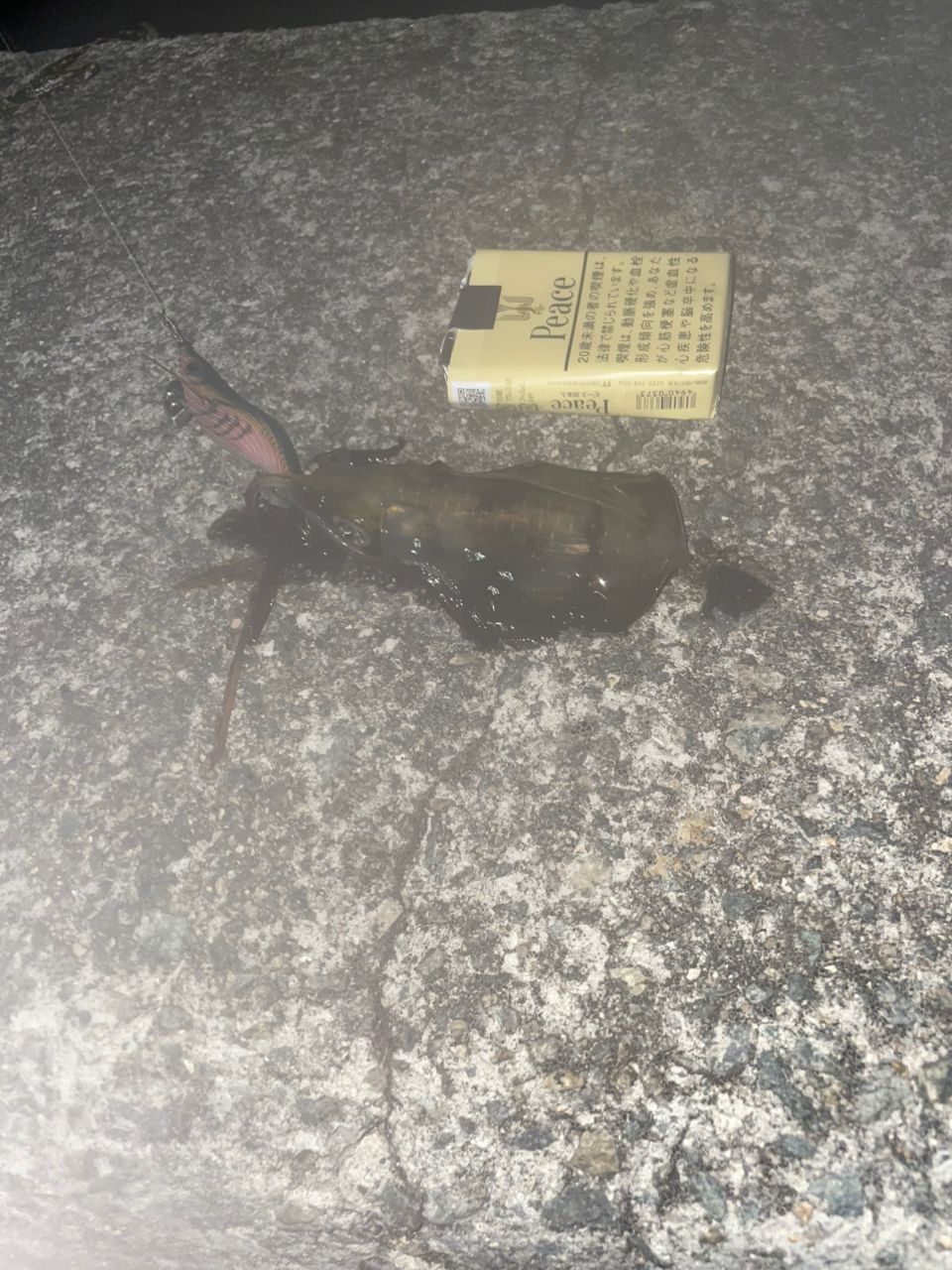 アオリイカ
