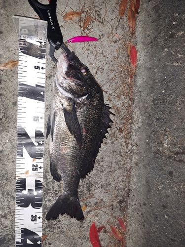 クロダイの釣果