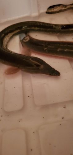 ウナギの釣果
