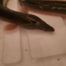 ウナギ