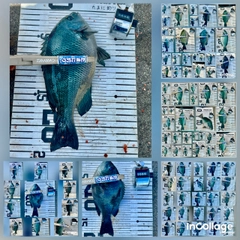 メジナの釣果