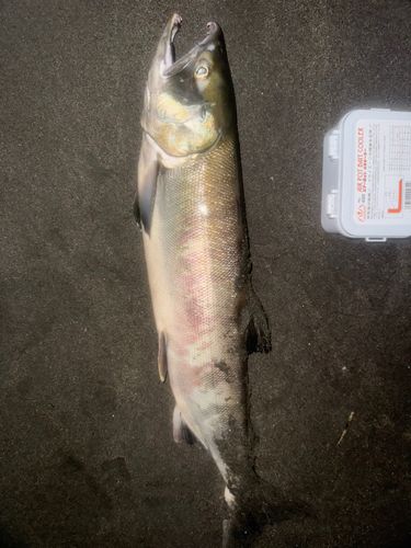 アキアジの釣果