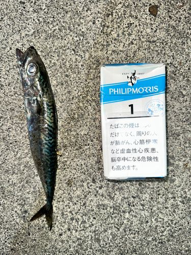 サバの釣果