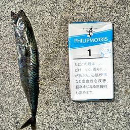 サバ