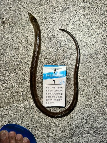 アナゴの釣果