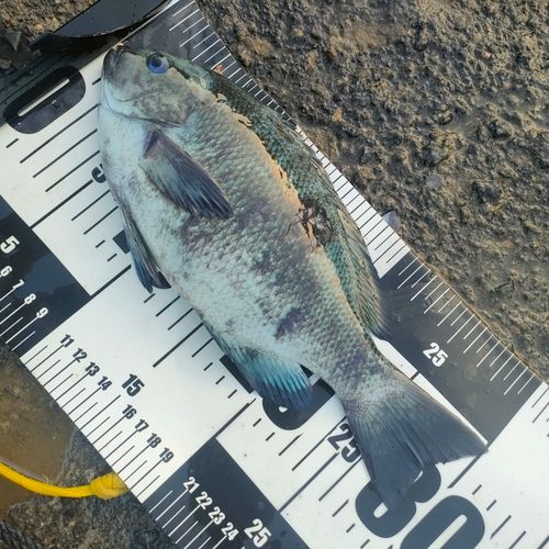 メジナの釣果
