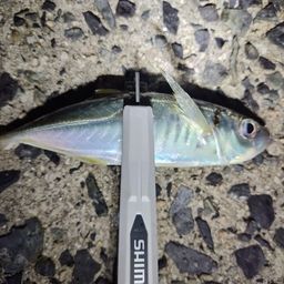 アジ