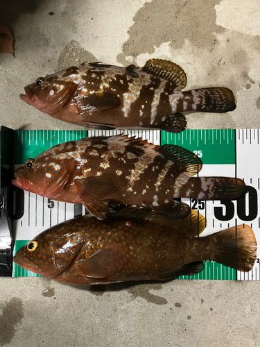 キジハタの釣果