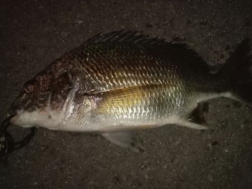 キビレの釣果