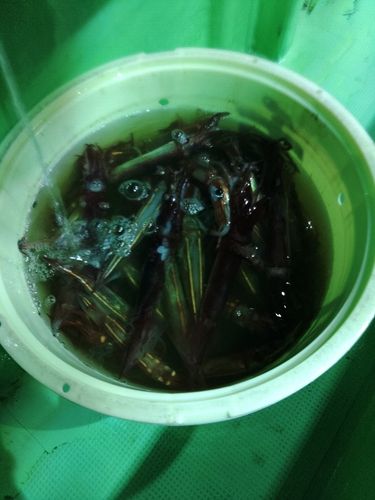 ムラサキイカの釣果