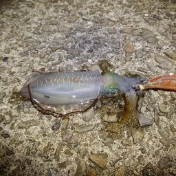 アオリイカ