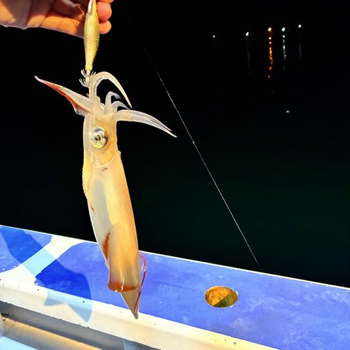 ケンサキイカの釣果