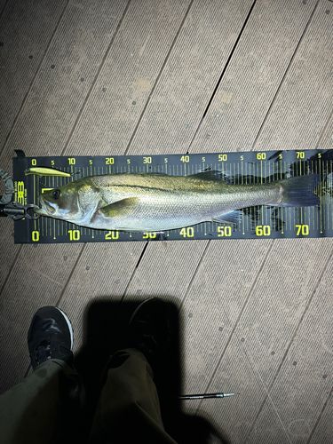 マルスズキの釣果