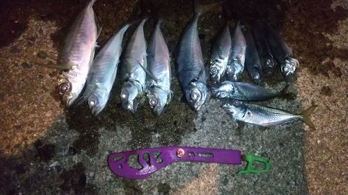 マアジの釣果