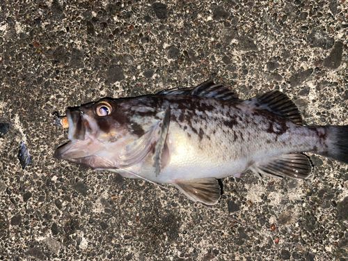 クロソイの釣果