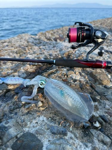 アオリイカの釣果