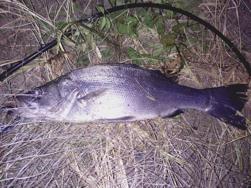 スズキの釣果