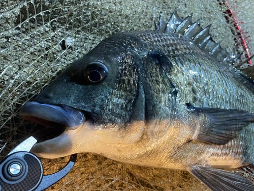 チヌの釣果