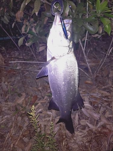スズキの釣果