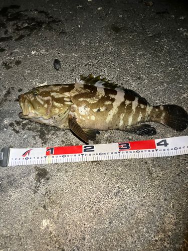 クエの釣果