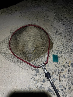 アカエイの釣果