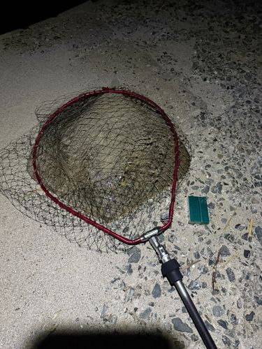 アカエイの釣果