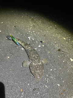 マゴチの釣果
