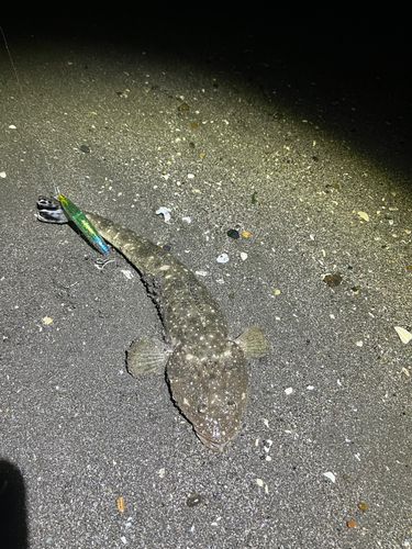 マゴチの釣果