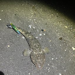 マゴチ