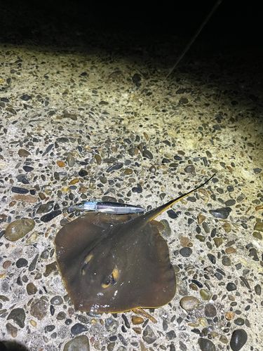 アカエイの釣果