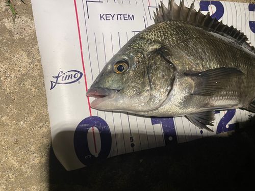 チヌの釣果