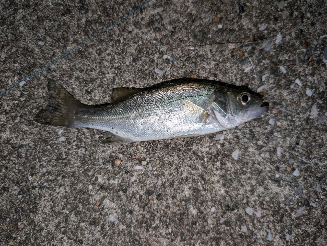 セイゴ（マルスズキ）