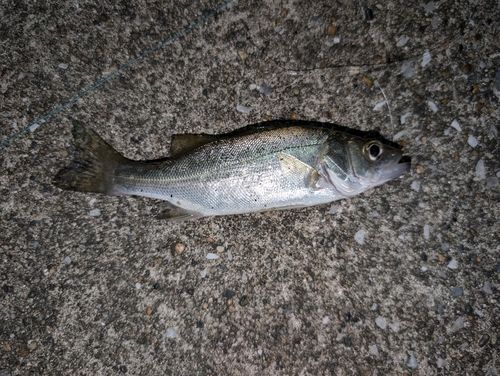 セイゴ（マルスズキ）の釣果