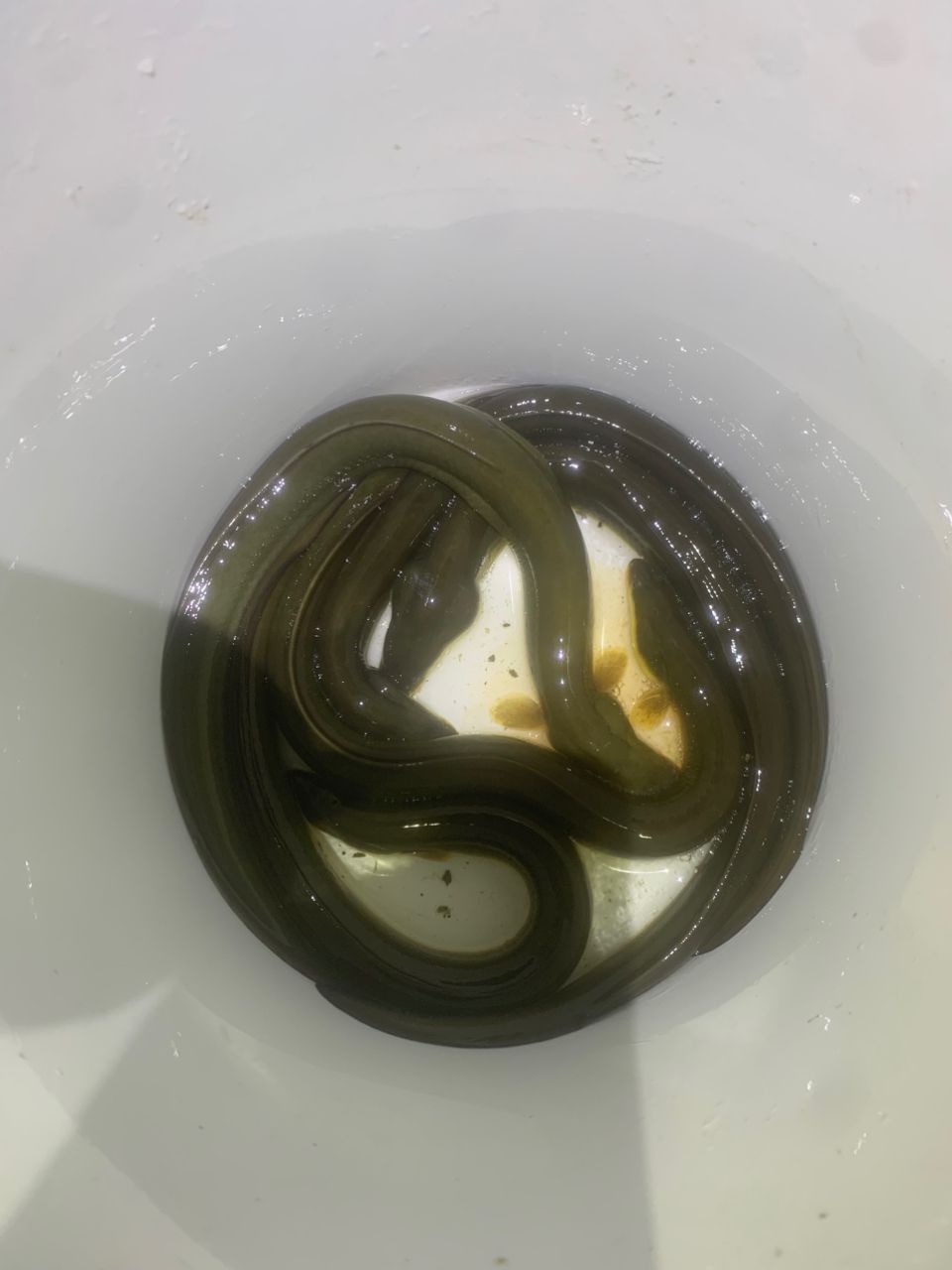ウナギ