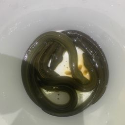 ウナギ