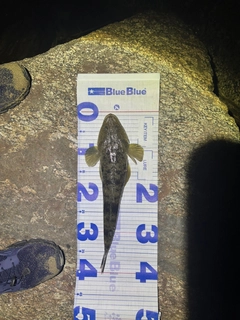 マゴチの釣果