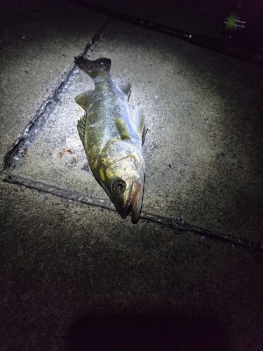 セイゴ（マルスズキ）の釣果