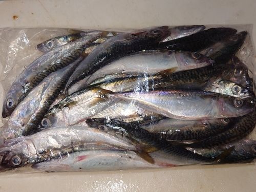 サバの釣果
